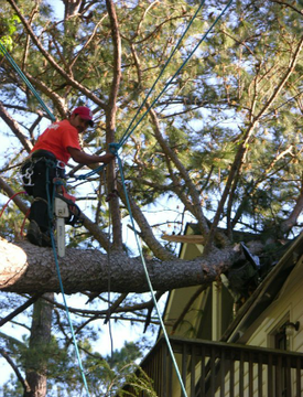 Dangerous tree removal in Langley