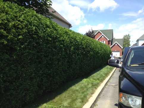 Commercial property hedge trimming in Langley