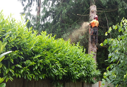Mission Tree Care Services
