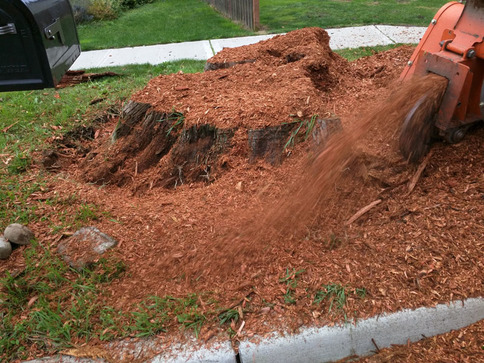 Langley Tree Service provides stump removal and strump grinding services