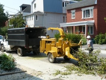 tree trimming and tree pruning in Langley