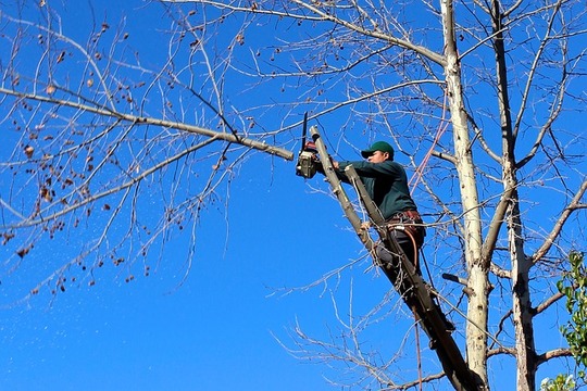 Tree trimming and removal in Langley