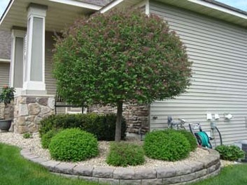 Pruning, spiral pruning and hedge trimming 
