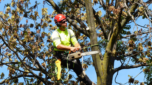 Fraser Valley Tree Care Services