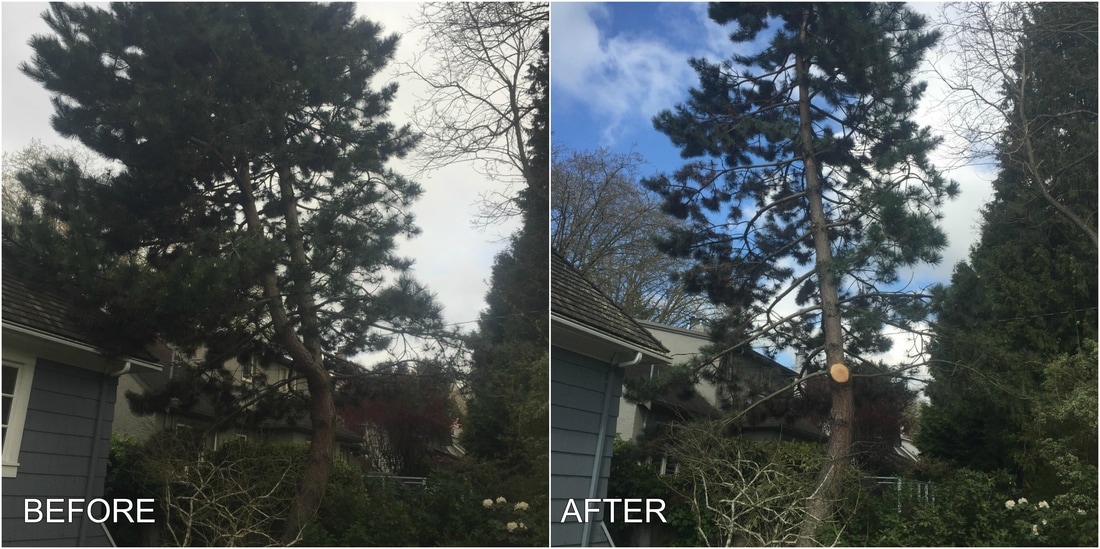 Tree Services in Langley