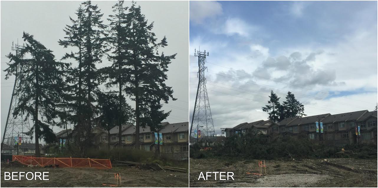 Langley dangerous tree removal 