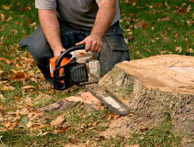 stump grinding and stump removal Langley