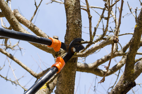Langley tree trimming and hedge trimming service.