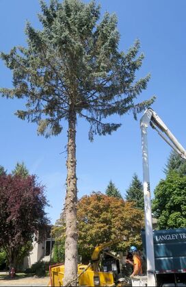 Langley Tree Service Tree Removal Langley BC 