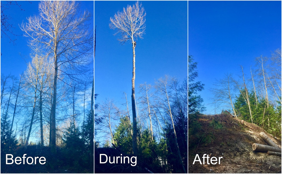 Langley Tree Removal 