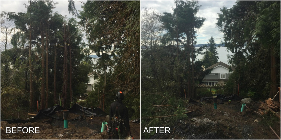 Tree clearing and removal 